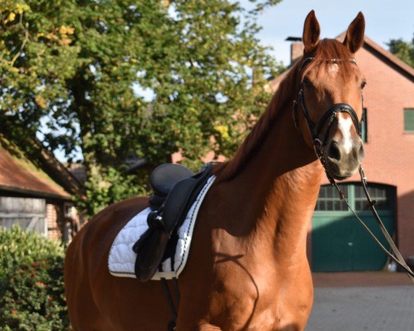 dressage horse Indian Summer 146 (Hanoverian, 2018, from Asgard's Ibiza)