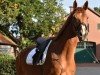 dressage horse Indian Summer 146 (Hanoverian, 2018, from Asgard's Ibiza)