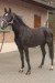 dressage horse Fortissimo Dream M H (Westphalian, 2003, from Four Seasons)