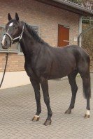 dressage horse Fortissimo Dream M H (Westphalian, 2003, from Four Seasons)