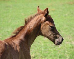 foal by Fein's Liebchen (German Sport Horse, 2024, from For Planet)