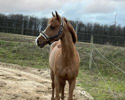 jumper Flummy 13 (German Riding Pony, 2008, from For Kids Only)