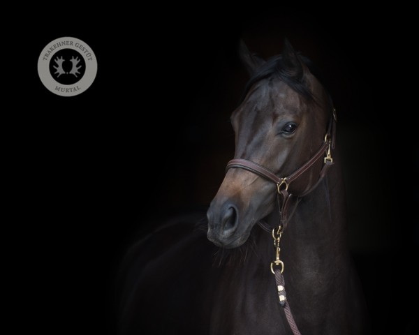 broodmare Nordlicht (Trakehner, 2016, from Sir Sansibar)