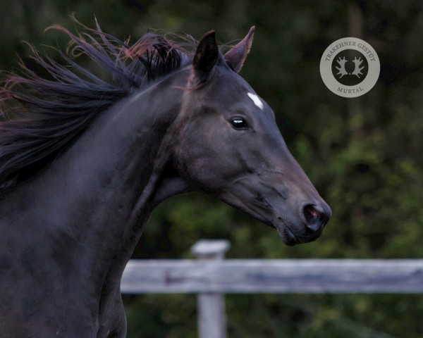 dressage horse Nordstream (Trakehner, 2022, from Hibiskus)