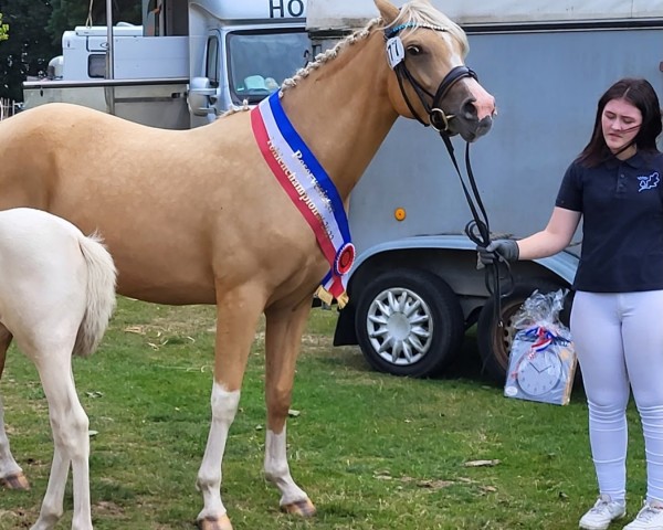 broodmare First Class Mathilde (German Riding Pony, 2019, from First Class Colorado)