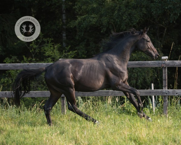 dressage horse Prior (Trakehner, 2022, from Gaspard 10)