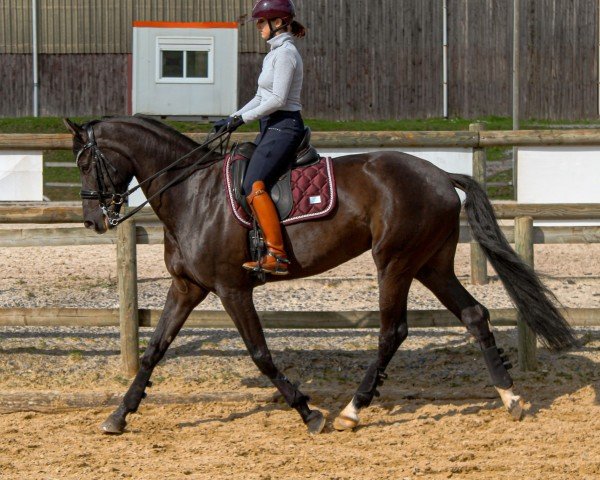 dressage horse Belvedere CLH (Perle) (Oldenburg, 2016, from Bretton Woods)