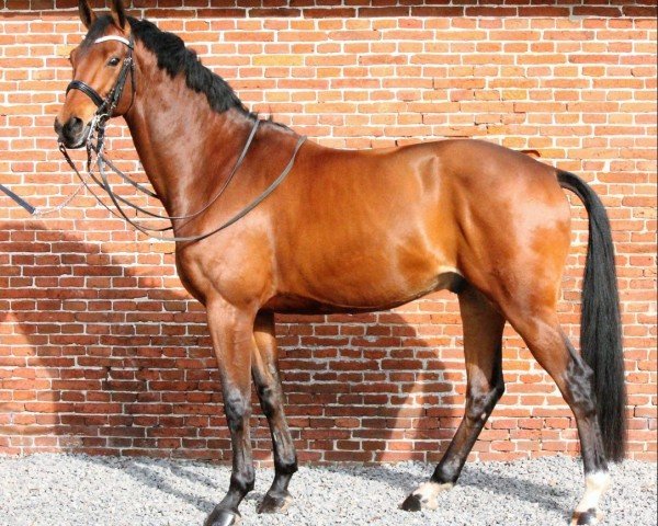 dressage horse Eroy SHR (KWPN (Royal Dutch Sporthorse), 2009, from Westpoint)