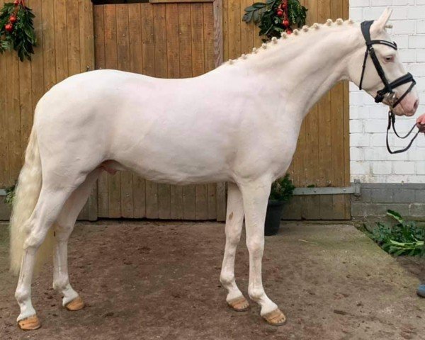 stallion First Class Golden White (German Riding Pony, 2018, from HET Golden Dream)