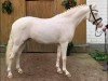 Deckhengst First Class Golden White (Deutsches Reitpony, 2018, von HET Golden Dream)