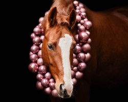 dressage horse Qumaira 5 (German Sport Horse, 2010, from Quaterback)