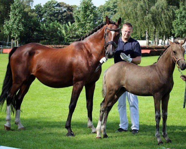 Dressurpferd Cream of chocolate PB (Deutsches Reitpony, 2016, von FS Chacco Blue)