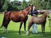 Dressurpferd Cream of chocolate PB (Deutsches Reitpony, 2016, von FS Chacco Blue)