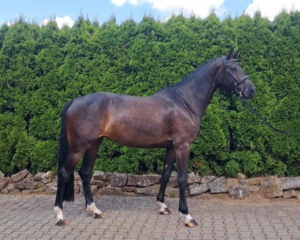 jumper Madeira (Holsteiner, 2019, from Diarado)