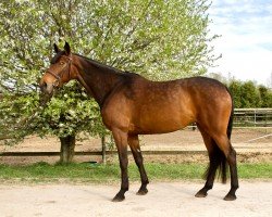 horse For Agarde (Latvian Warmblood, 2016, from Akapulko)