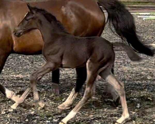 foal by Lucky Me B.R. (Dutch riding horses and ponies with Arabic blood content, 2024, from Rambo)