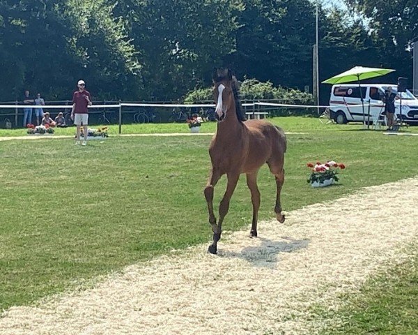 foal by Stute von Quel Mexx / Aljano (Holsteiner, 2024, from Quel Mexx)