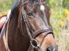 dressage horse Cardula DS (German Sport Horse, 2012, from Carolino)