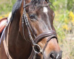 dressage horse Cardula DS (German Sport Horse, 2012, from Carolino)