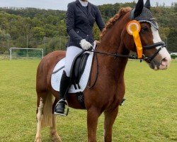 Dressurpferd Shamrocklake Hercules (Welsh Pony (Sek.B), 2017)