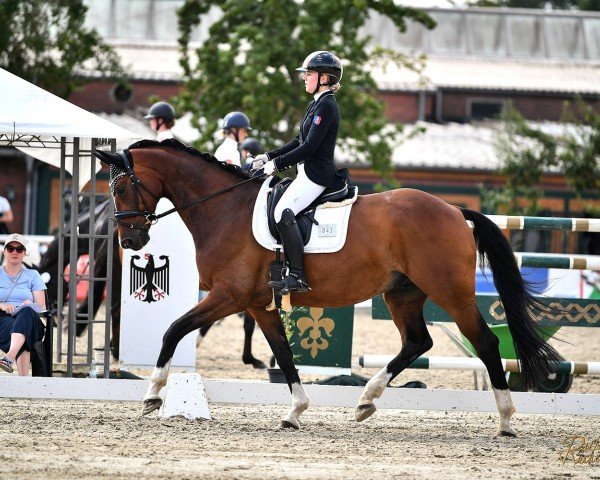 dressage horse Lan Cinzano (Oldenburg, 2010, from Licotus)