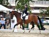 dressage horse Lan Cinzano (Oldenburg, 2010, from Licotus)