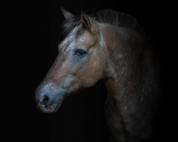 dressage horse Inka (Fjord Horse, 2009)