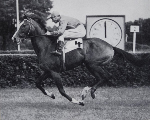 stallion Anilin xx (Thoroughbred, 1961, from Element xx)