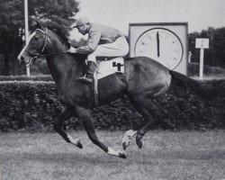 stallion Anilin xx (Thoroughbred, 1961, from Element xx)