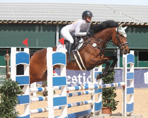 jumper Querida Hermana (German Sport Horse, 2014, from Quinto's Chamb)