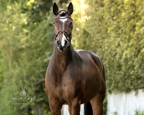 Pferd Chinja R (Kleines deutsches Reitpferd, 2009, von Cyrell)