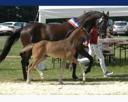 foal by Stute von Quel Mexx / Castelan I (Holsteiner, 2024, from Quel Mexx)