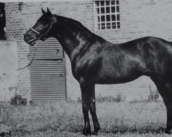 stallion Baal xx (Thoroughbred, 1950, from Gundomar xx)