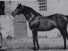 stallion Baal xx (Thoroughbred, 1950, from Gundomar xx)