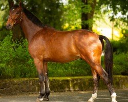 dressage horse Vilano (German Sport Horse, 2020, from Venano)