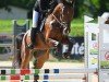 jumper Darron (Polish Warmblood, 2017, from Larron)