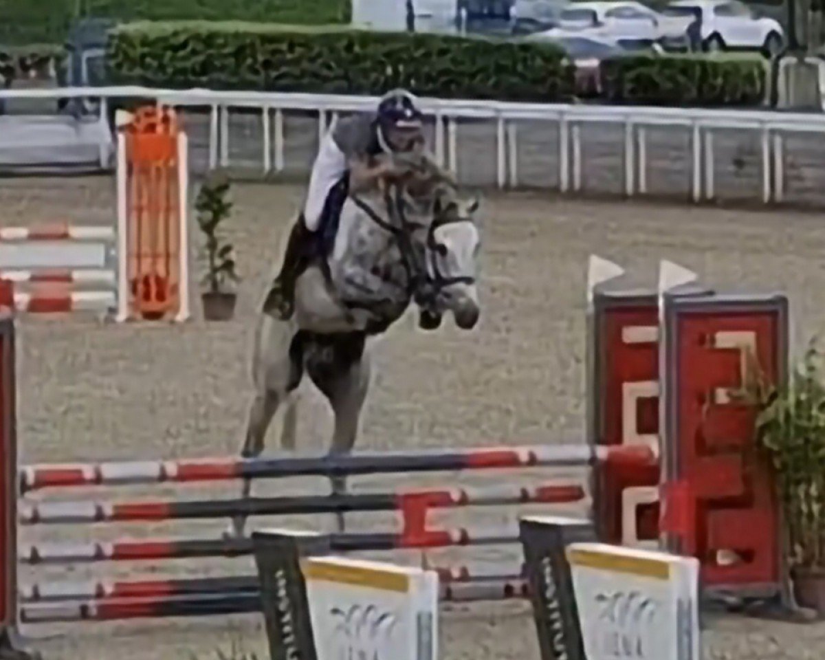 Springpferd Aarhof's Up Again (Schweizer Warmblut, 2019, von Unlimited)