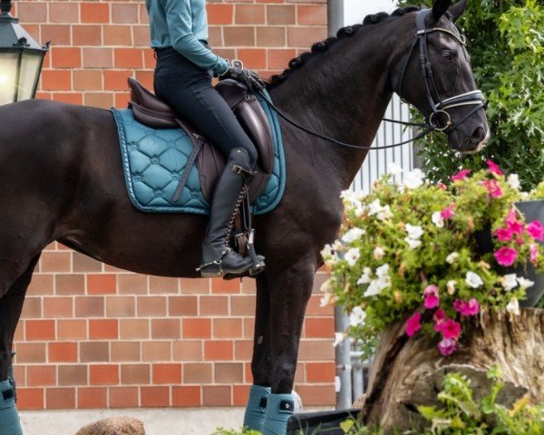 dressage horse De Lara for Joy (Hanoverian, 2014)