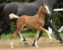 foal by Grace (German Riding Pony, 2024, from Ankumshof Kensington)