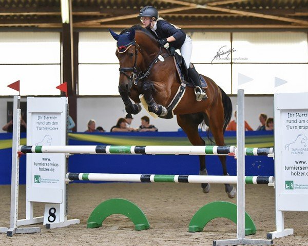 Springpferd Hbr The Dude (KWPN (Niederländisches Warmblut), 2013, von Namelus R)