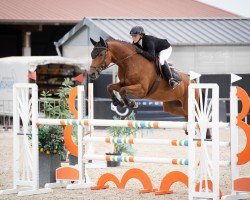 jumper Azulon (Trakehner, 2014, from Marseille 6)