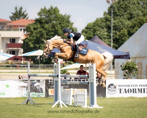 jumper Saphira 246 (Irish Sport Horse, 2014)