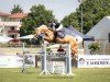 Springpferd Saphira 246 (Irish Sport Horse, 2014)