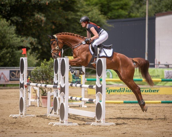 jumper Annabell 530 (German Sport Horse, 2016, from Lahnstein 4)