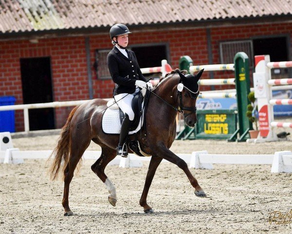 broodmare Destina GS (German Riding Pony, 2018, from Dance Star AT)