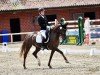 broodmare Destina GS (German Riding Pony, 2018, from Dance Star AT)