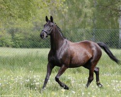 dressage horse Solou (Trakehner, 2011, from Shavalou)