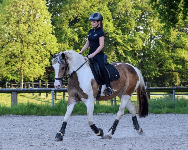 Pferd Miss Granger (Deutsches Reitpony, 2019)