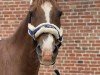 dressage horse Schröder (German Riding Pony, 2002)