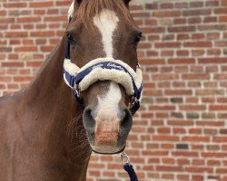 dressage horse Schröder (German Riding Pony, 2002)